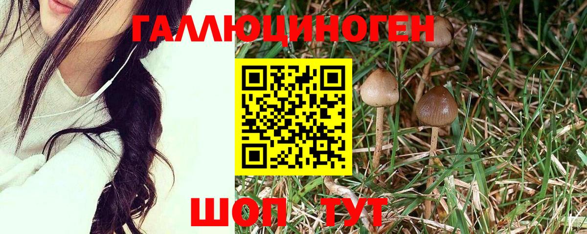 где продают   Вход с VPN  Ликино-Дулёво  Псилоцибиновые грибы GOLDEN TEACHER 
